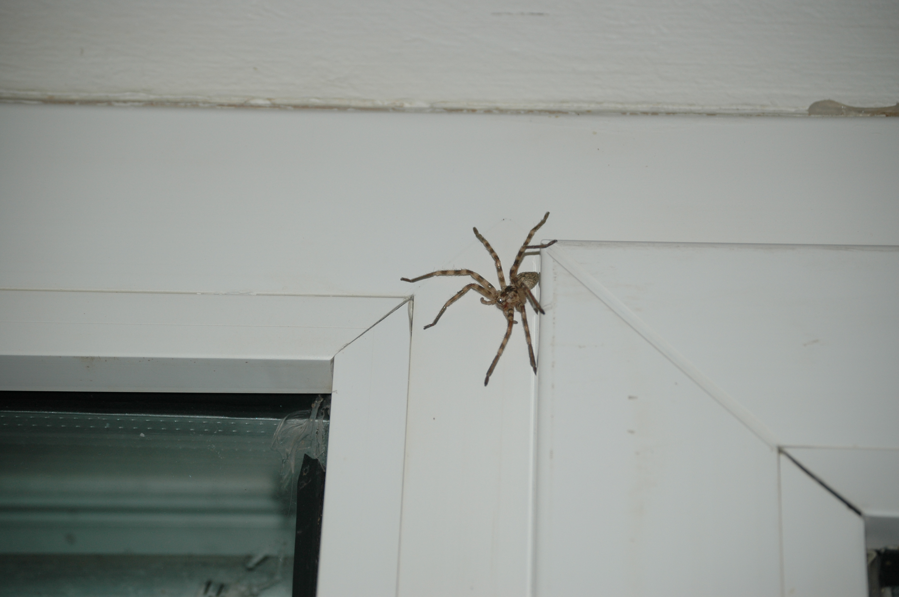 photos/wildlife/Invertebrate_Species/Lesvos_2006/Lesvos 2006 0014a.JPG